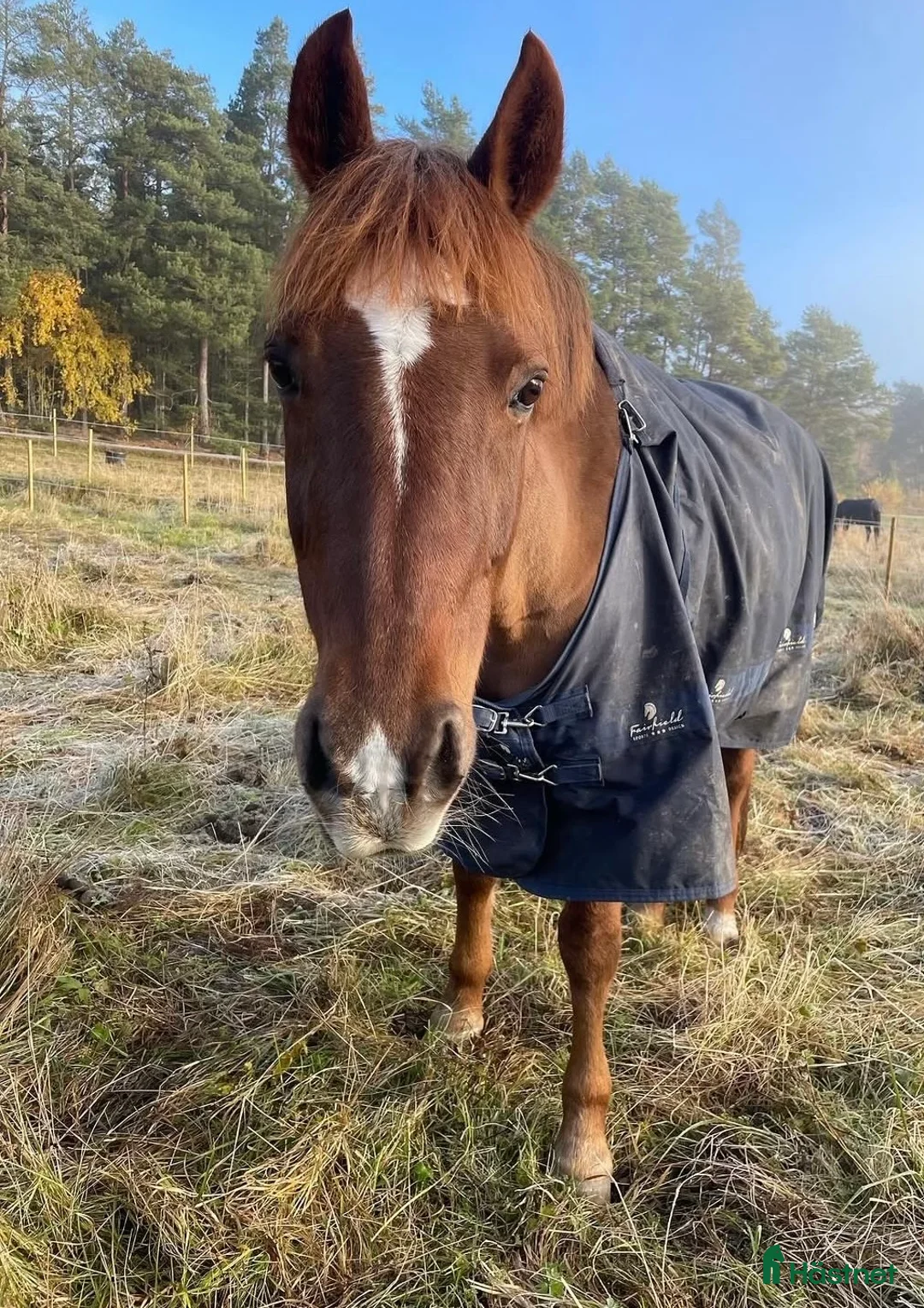 Allround hästar till salu: D-ponny sto för lättare ridning/uteritter - Annons 1