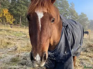 hästar D-ponny sto för lättare ridning/uteritter - Annons 13