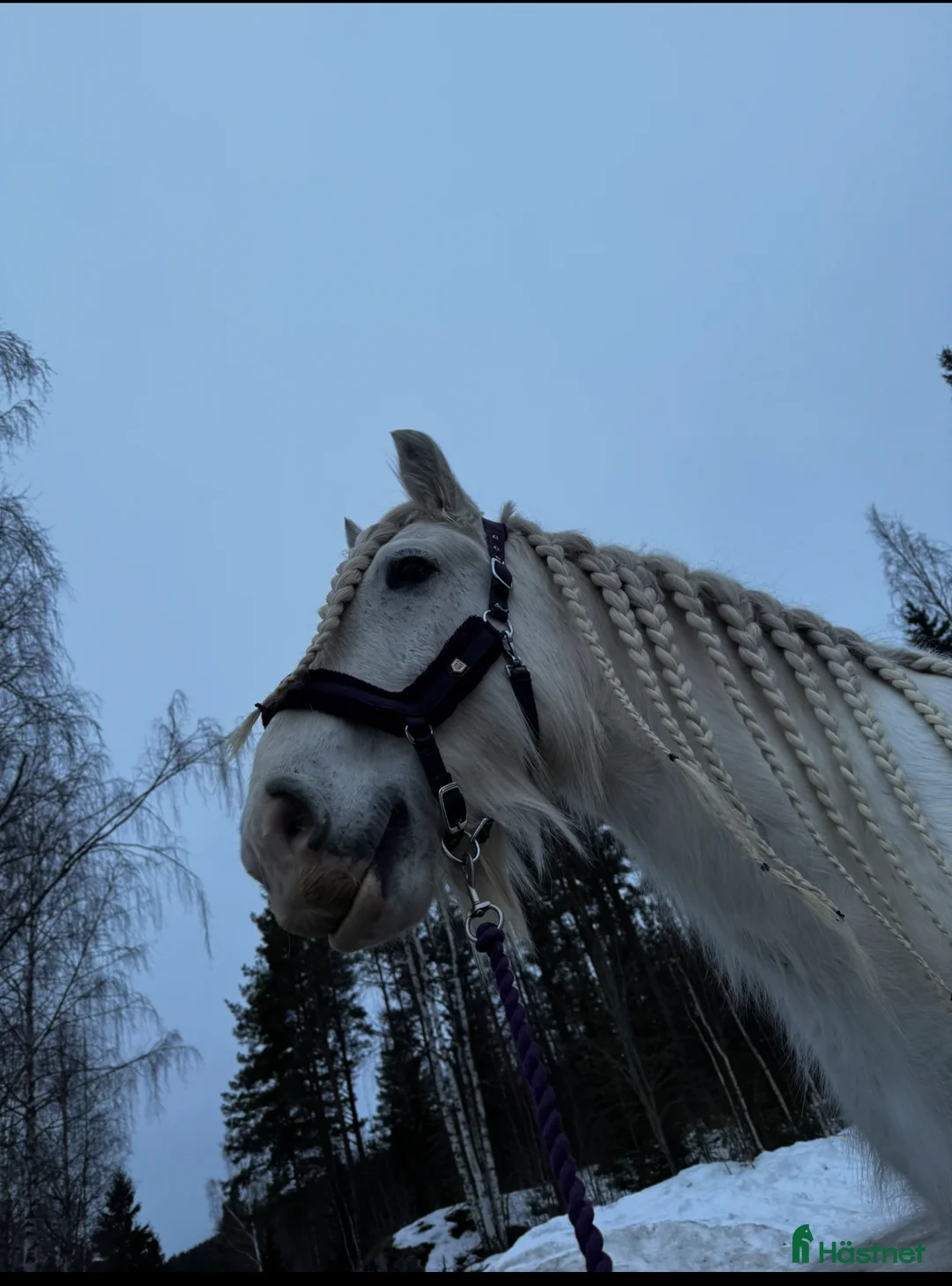 Allround hästar till salu: Vitt prins - Annons 13