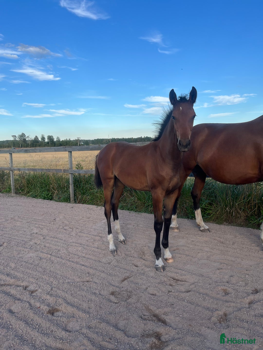 Fälttävlan hästar till salu: Prissänkt! Sto -25 Fälttävlansämne, supersocial! i Väring - Annons 5