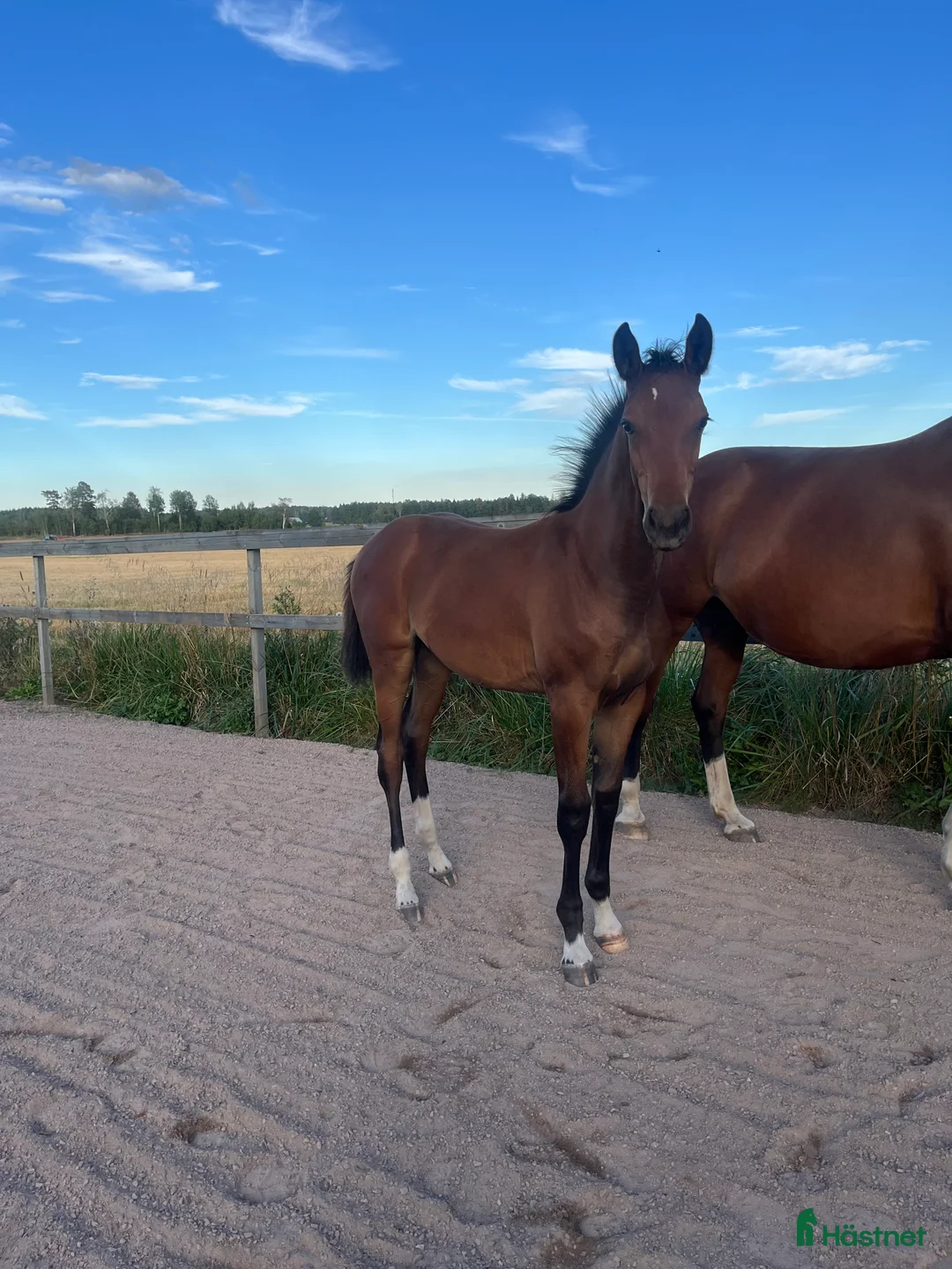 Fälttävlan hästar till salu: Prissänkt! Sto -25 Fälttävlansämne, supersocial! i Väring - Annons 5