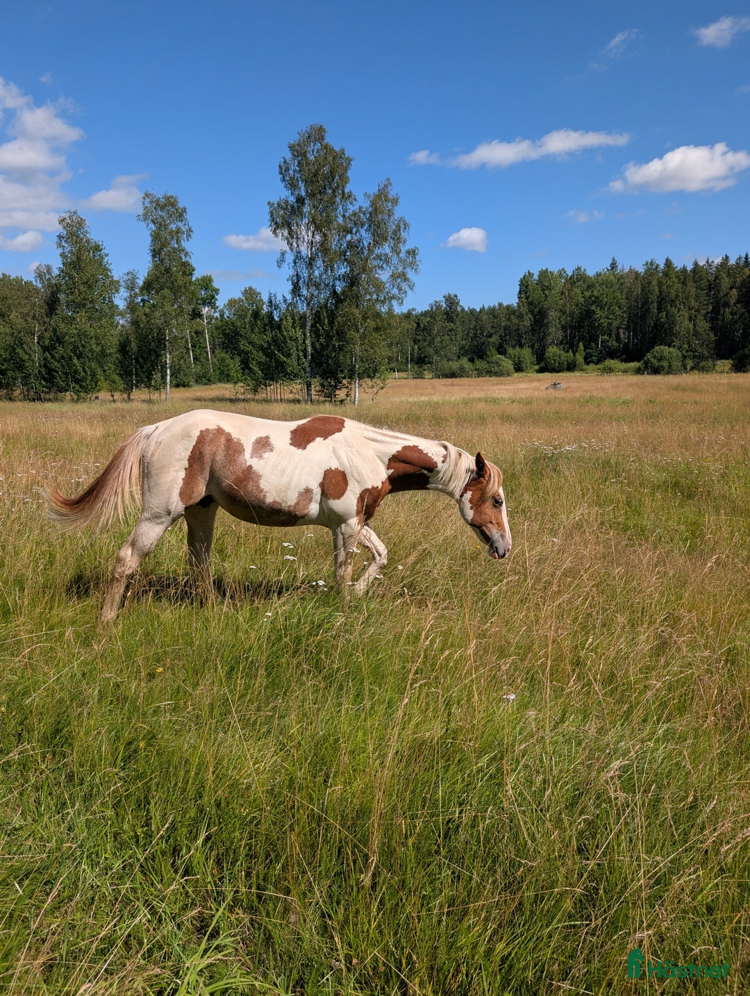 Western hästar till salu: Vackert paintsto i Kvicksund - Annons 5