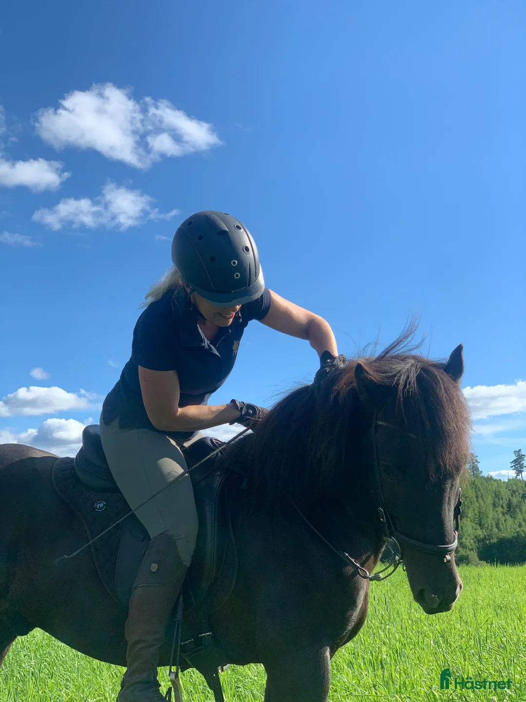 Island hästar till salu: Flott valack i Rengsjö - Annons 2