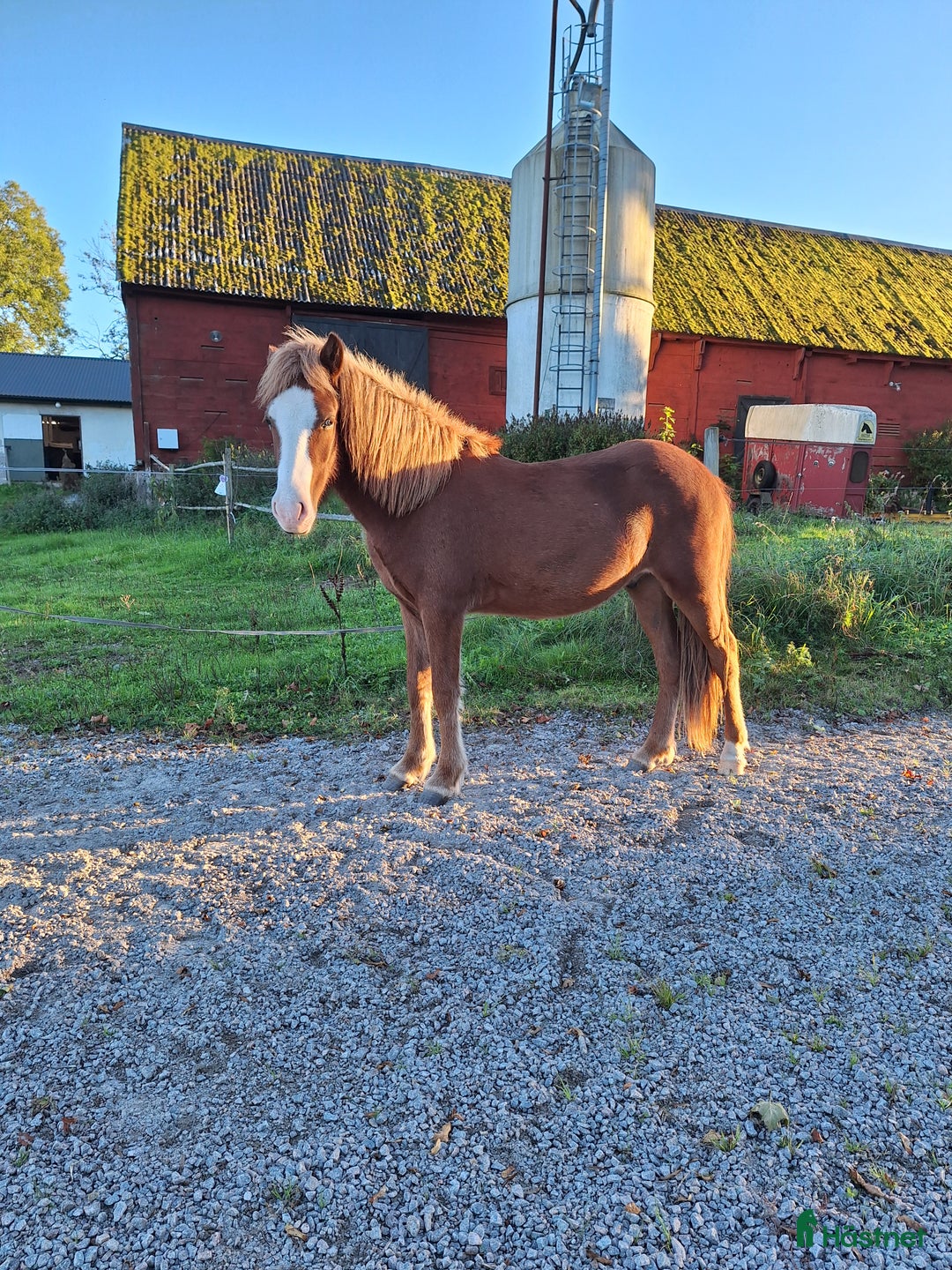 Island hästar till salu: Valack med utstrålning ✨️ i Bräkne-Hoby - Annons 2