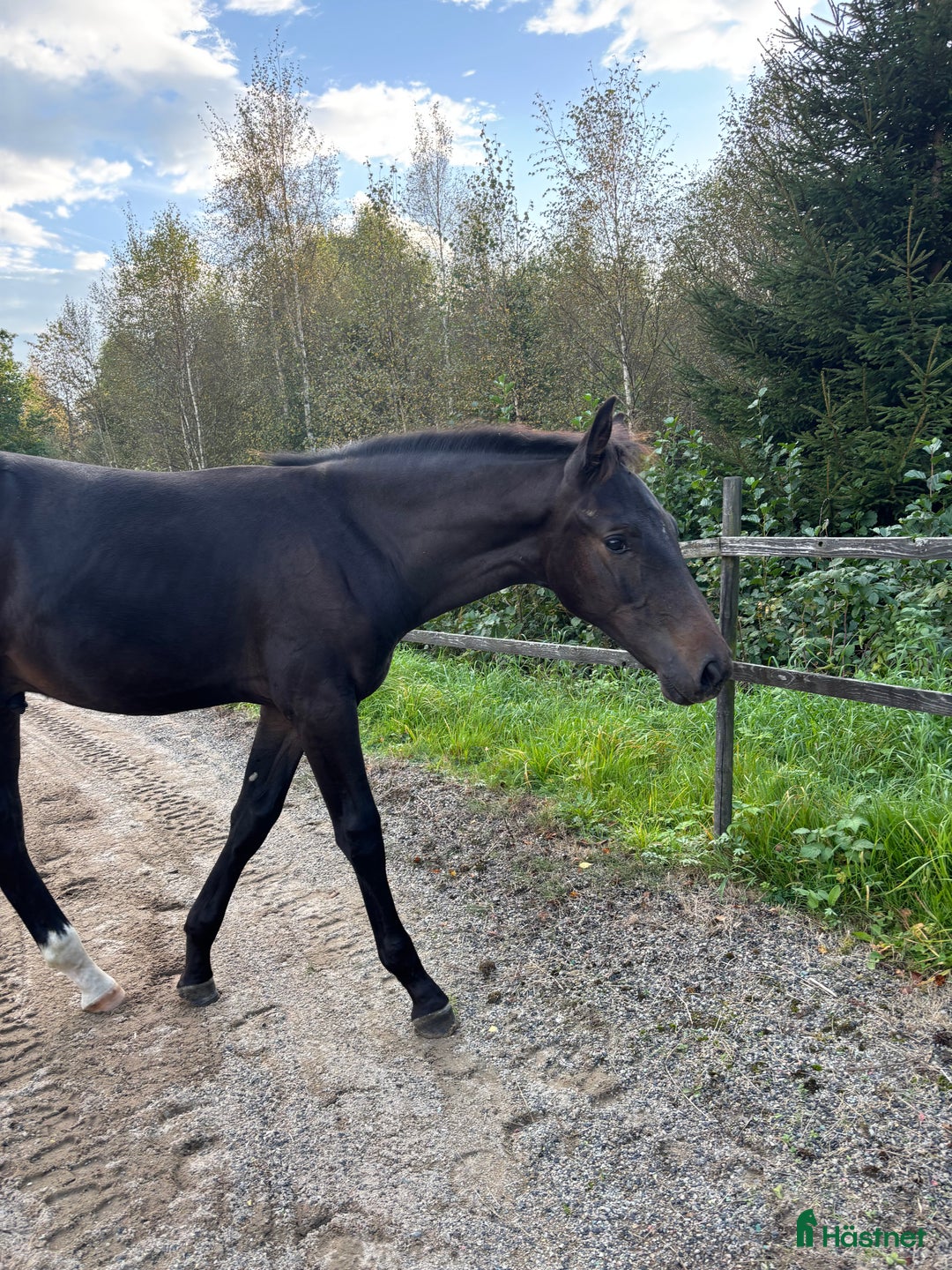 Hoppning hästar till salu: Hingstföl säljes i Vislanda - Annons 2