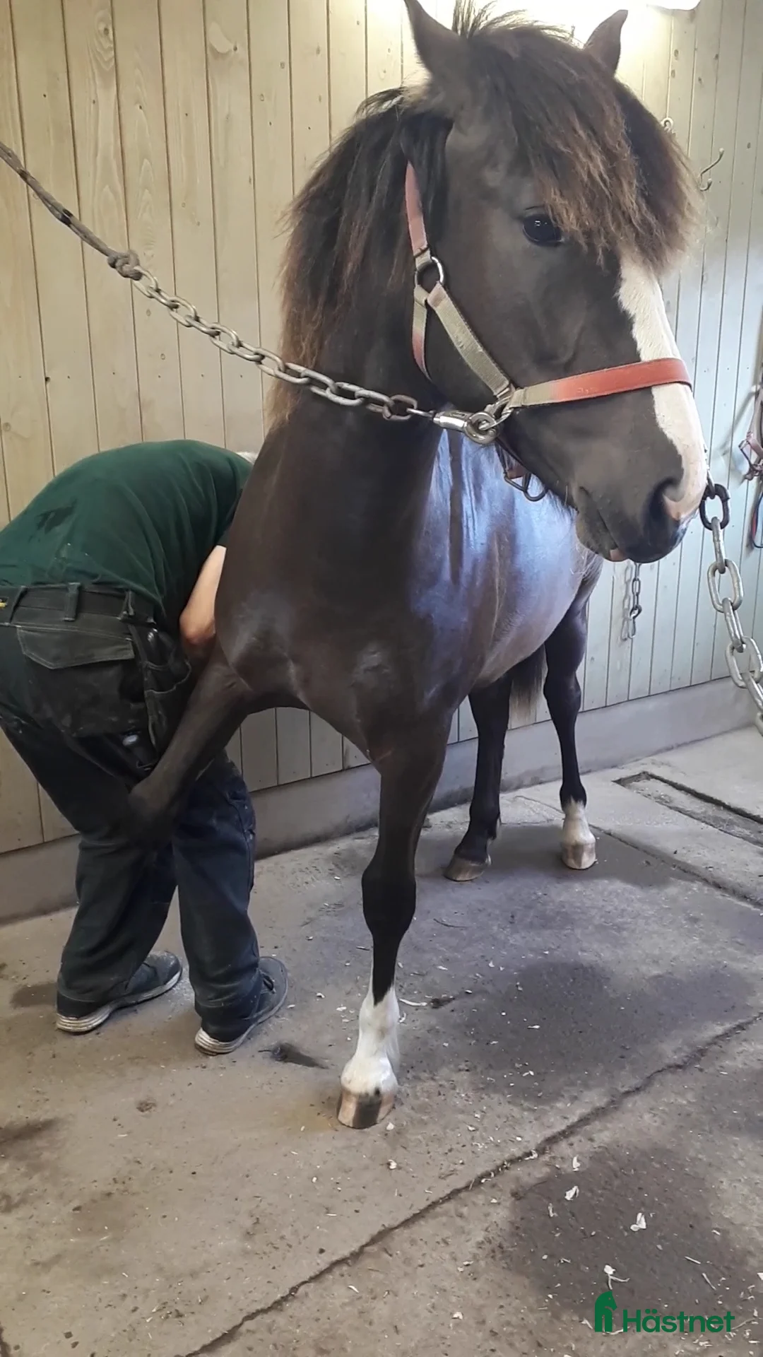 Allround hästar till salu: Travhäst som får bli ridhäst//travhäst 2år - Annons 2