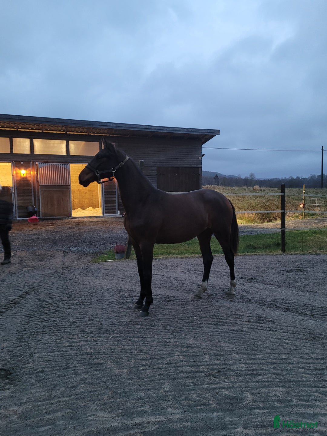 Dressyr hästar till salu: Otroligt social tjej i Horred - Annons 2