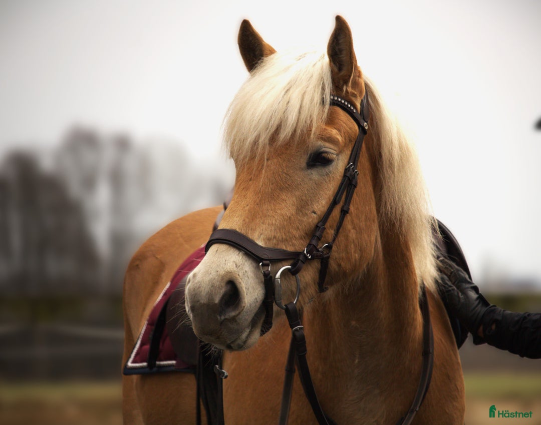 Allround hästar till salu: Haflingervalack med stor potenial! i Åled - Annons 9