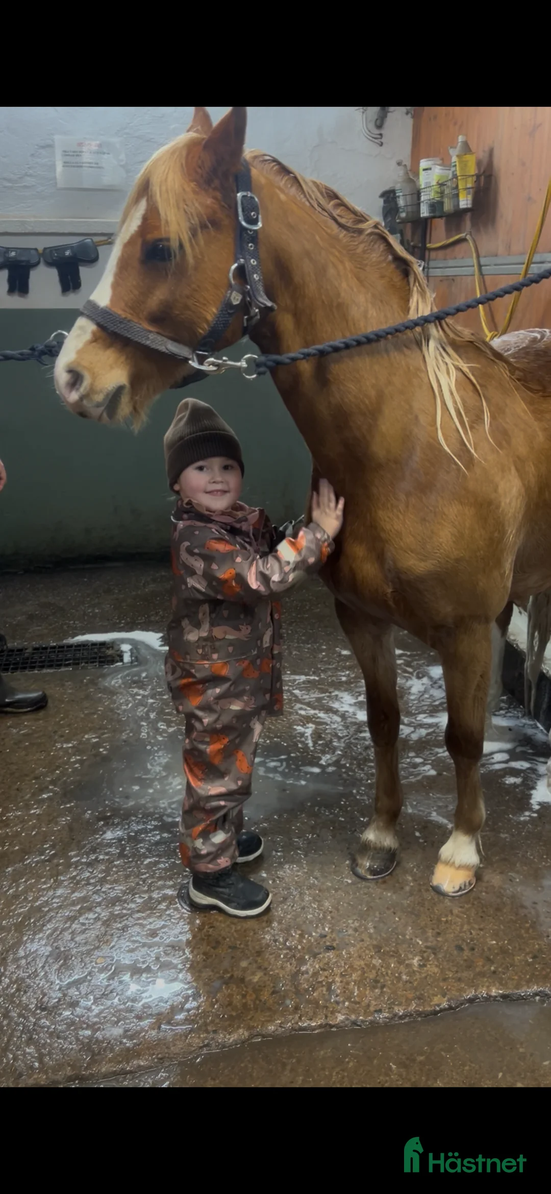 Allround hästar till salu: Topp ponny för de högsta klasserna i Sunne - Annons 4