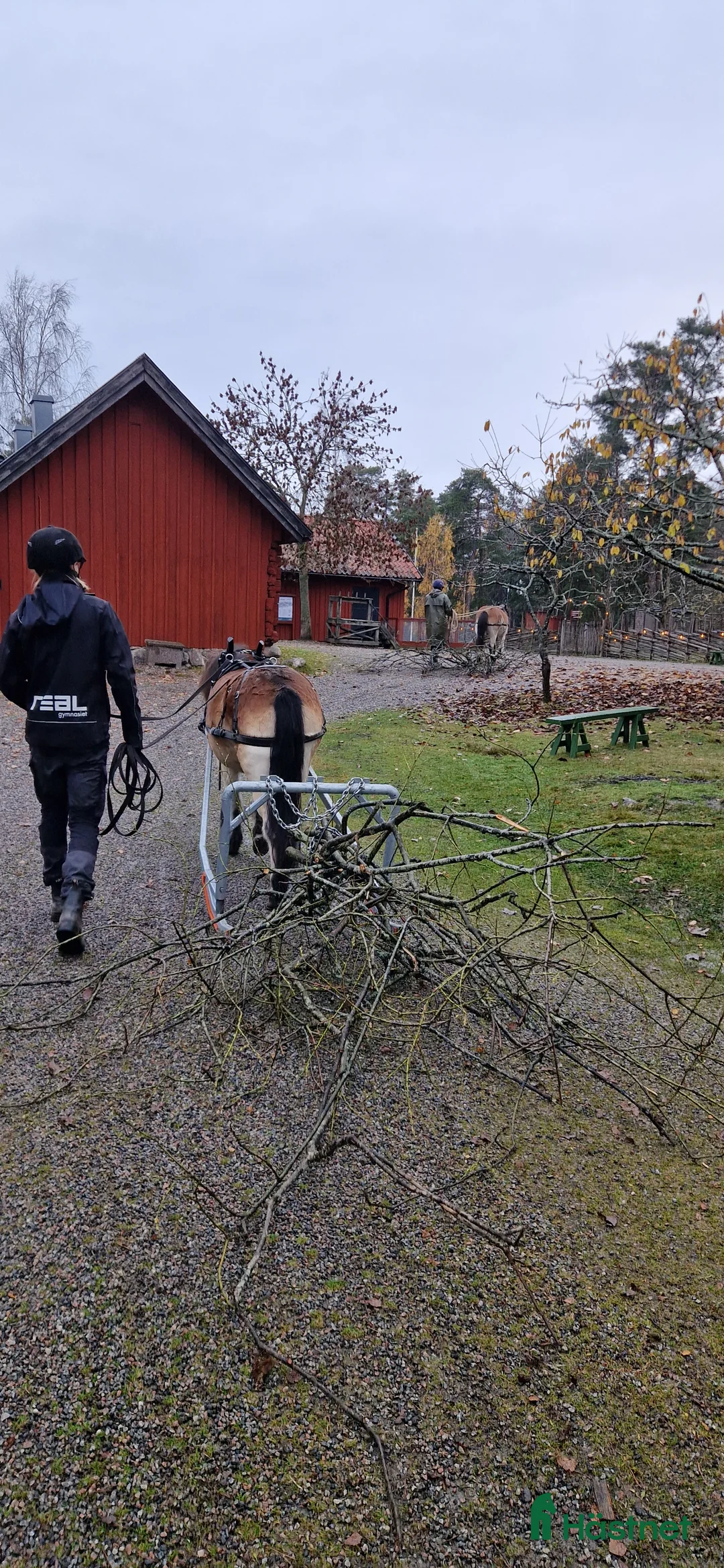 Allround hästar till salu: Allsidig skogsmulle i Södertälje - Annons 4