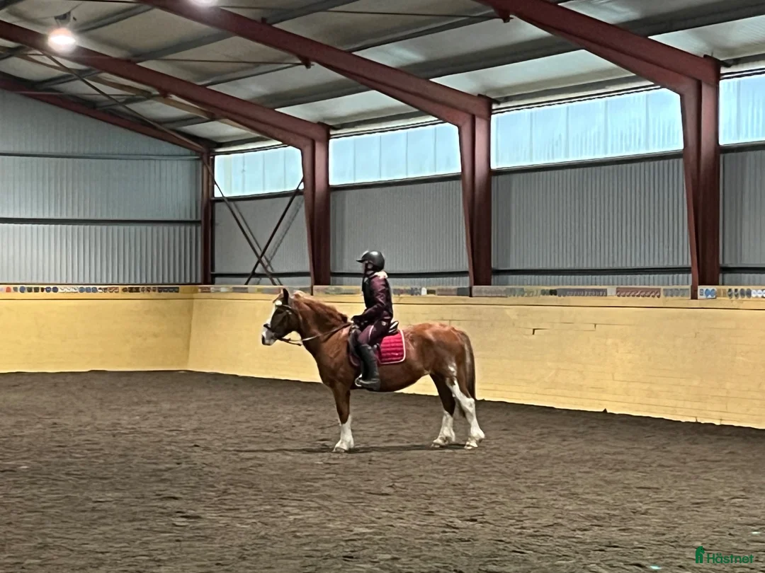  foderhäst sökes: Foderhäst D-ponny/liten häst  i Alingsås - Annons 3