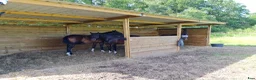  stallplats finnes: Lösdriftsplatser för ston  - Annons 3