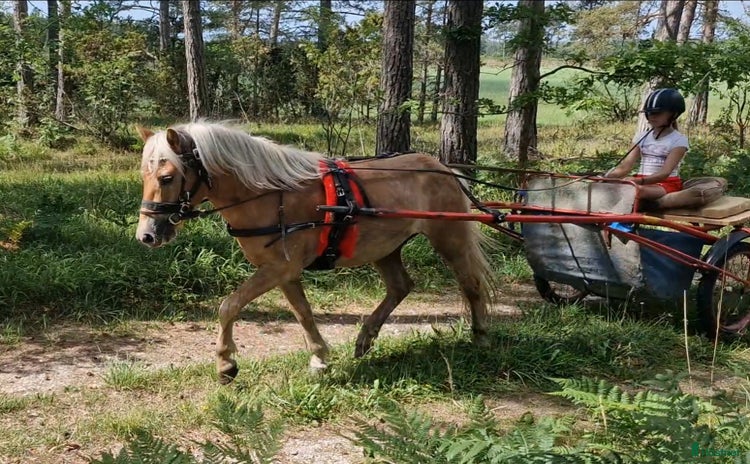  hästar i Stånga - Annons 2