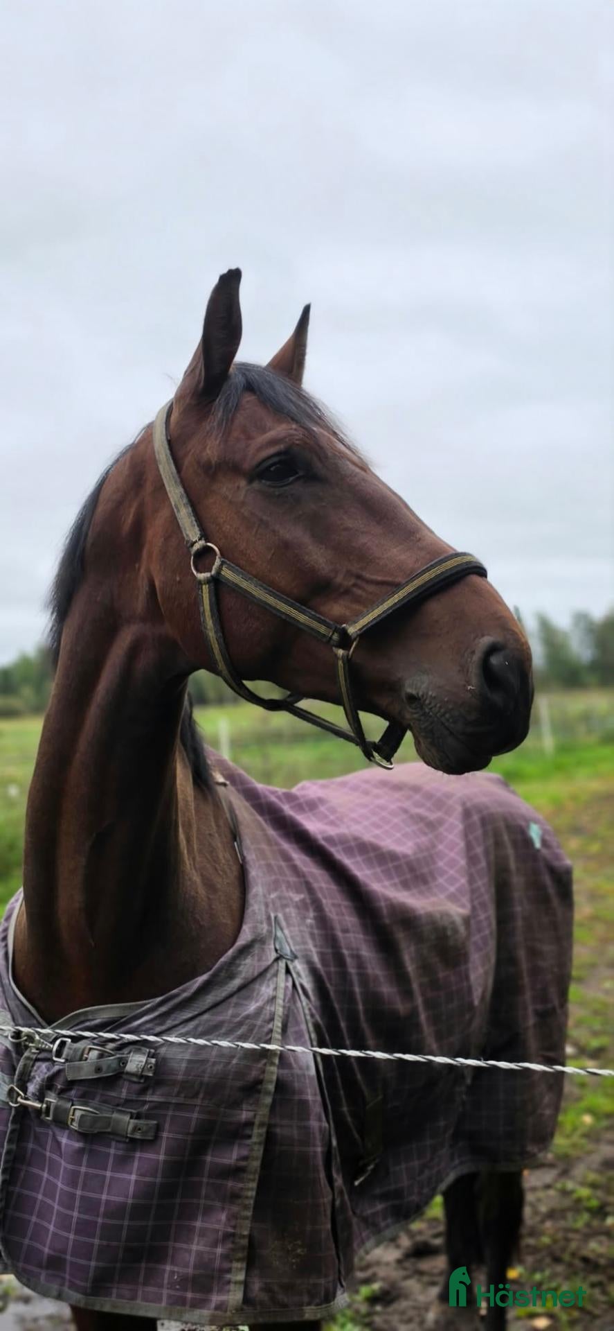  hästar 6årig valack - Annons 1