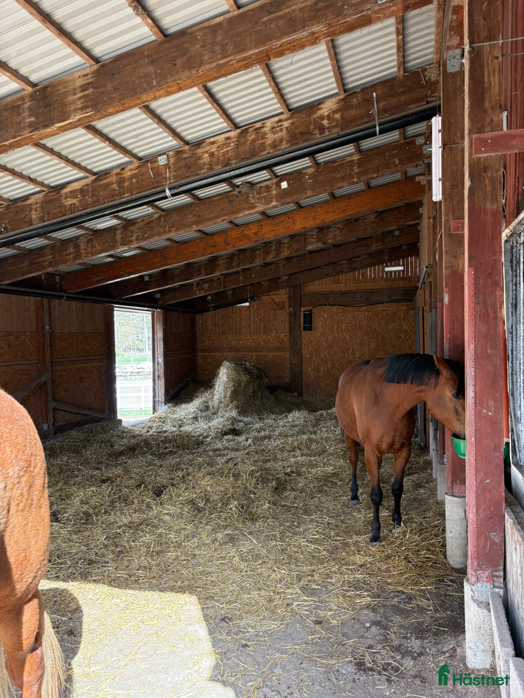  stallplats finnes: Lösdrift i Stavby - Annons 2