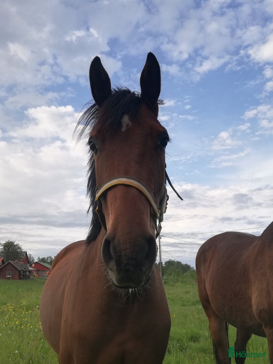 Allround hästar till salu: Ragnar säljes/bytes i Blidsberg - Annons 3