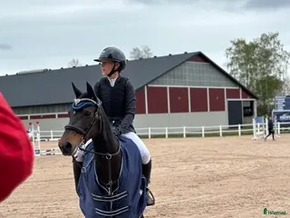 hästar Unik ponny - Annons 17