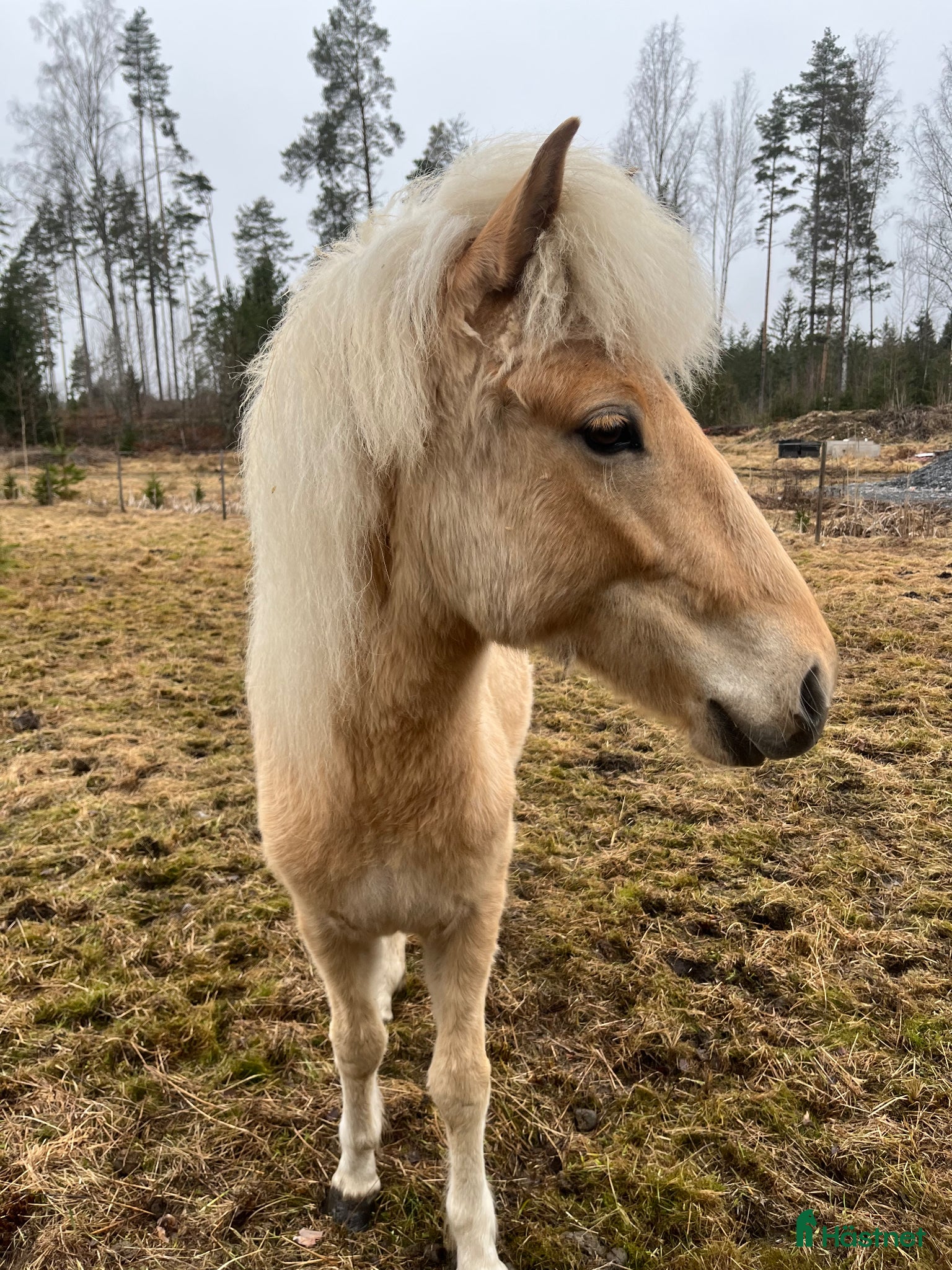  hästar Sockersöt sto - Annons 18