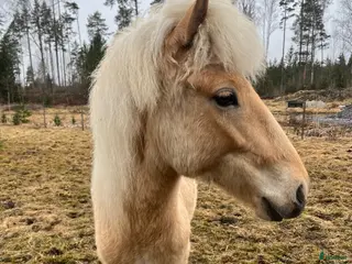 hästar Sockersöt sto - Annons 18