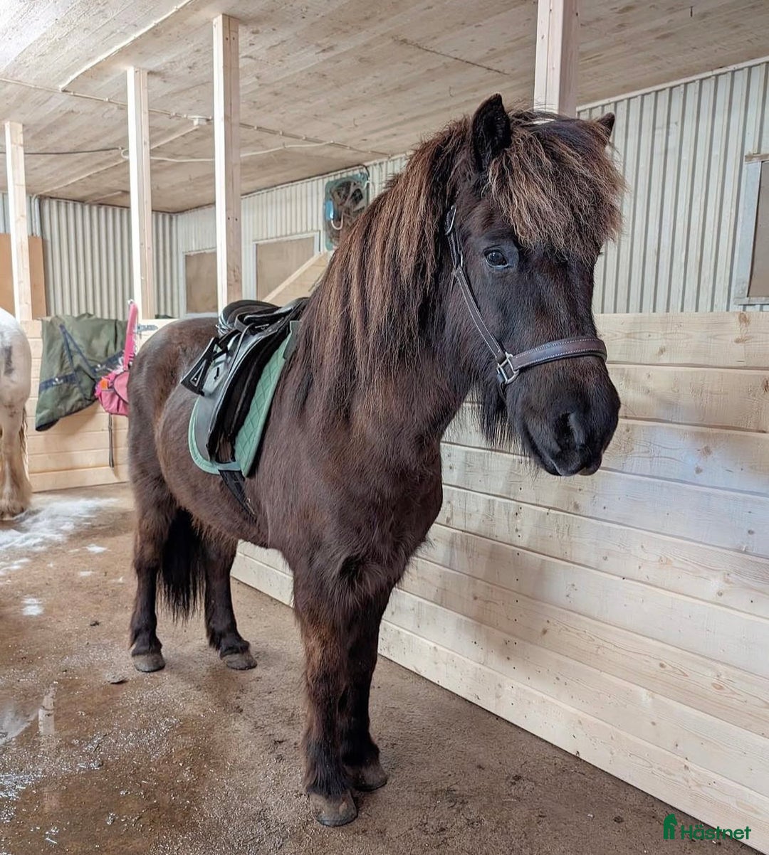 Allround hästar till salu: Islands valack  i Äppelbo - Annons 1