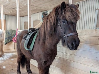 Allround hästar till salu: Islands valack i Äppelbo - Annons 1