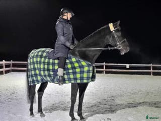 medryttarhäst finnes: Betalande medryttare/delfodervärd sökes i Bålsta - Annons 9