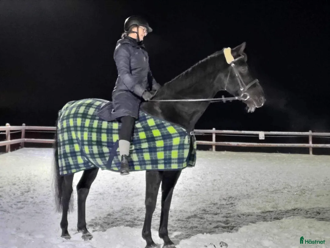  medryttarhäst finnes: Betalande medryttare/delfodervärd sökes i Bålsta - Annons 1