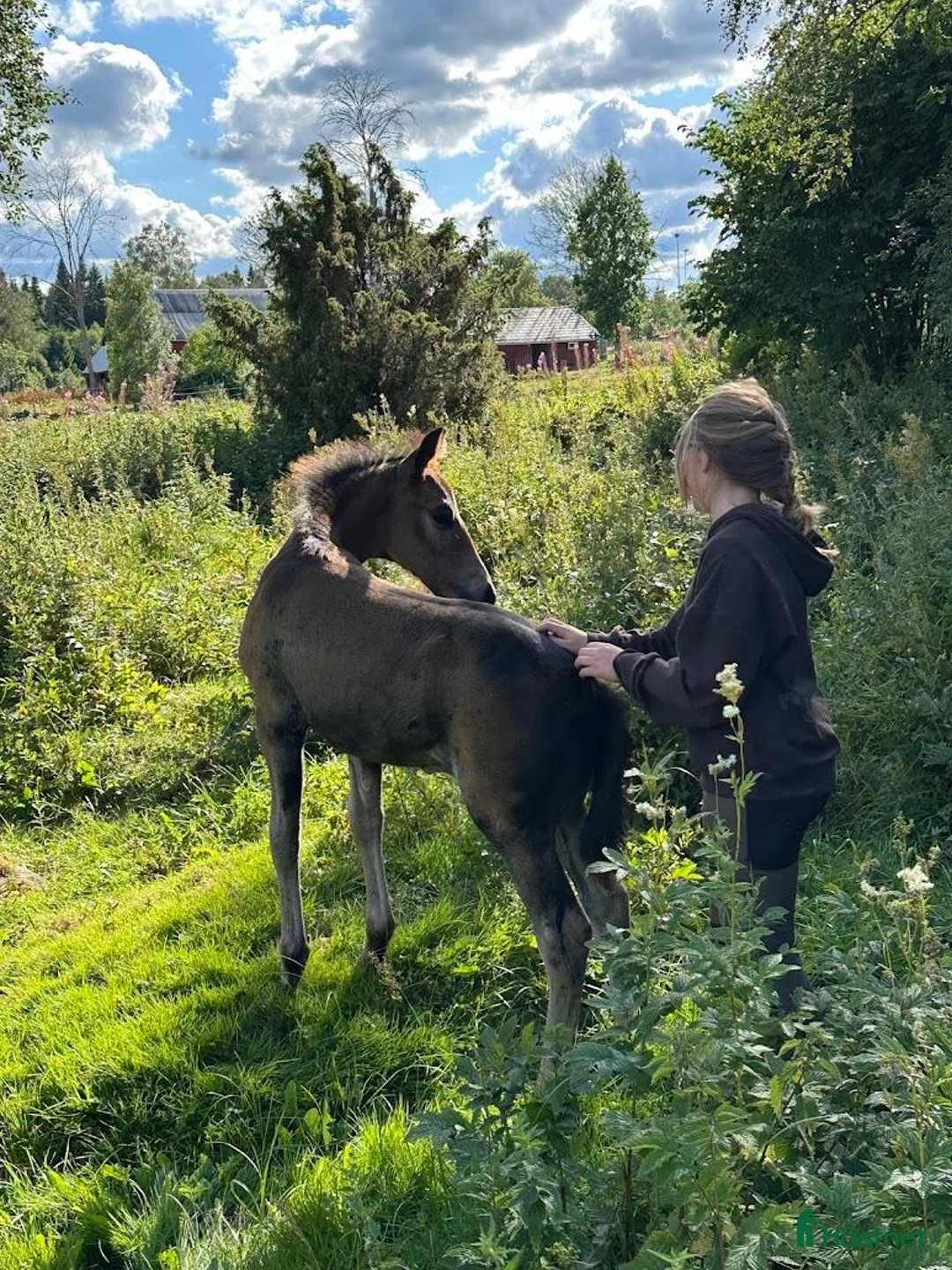 Akademiskt hästar till salu: Hingstföl, korsning PRE och kallblodstravare - Annons 4