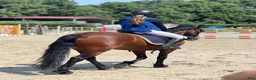 Hoppning hästar till salu: Competitive 138 C Schoolmaster Pony in France  i Stockholm - Annons 10