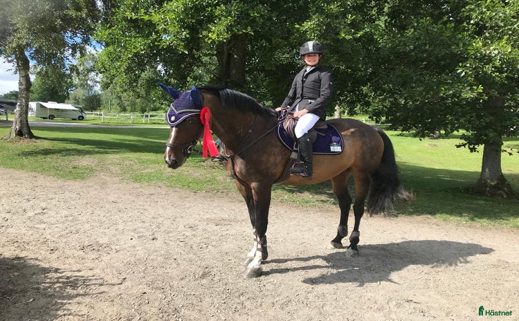  hästar i Västerås - Annons 15