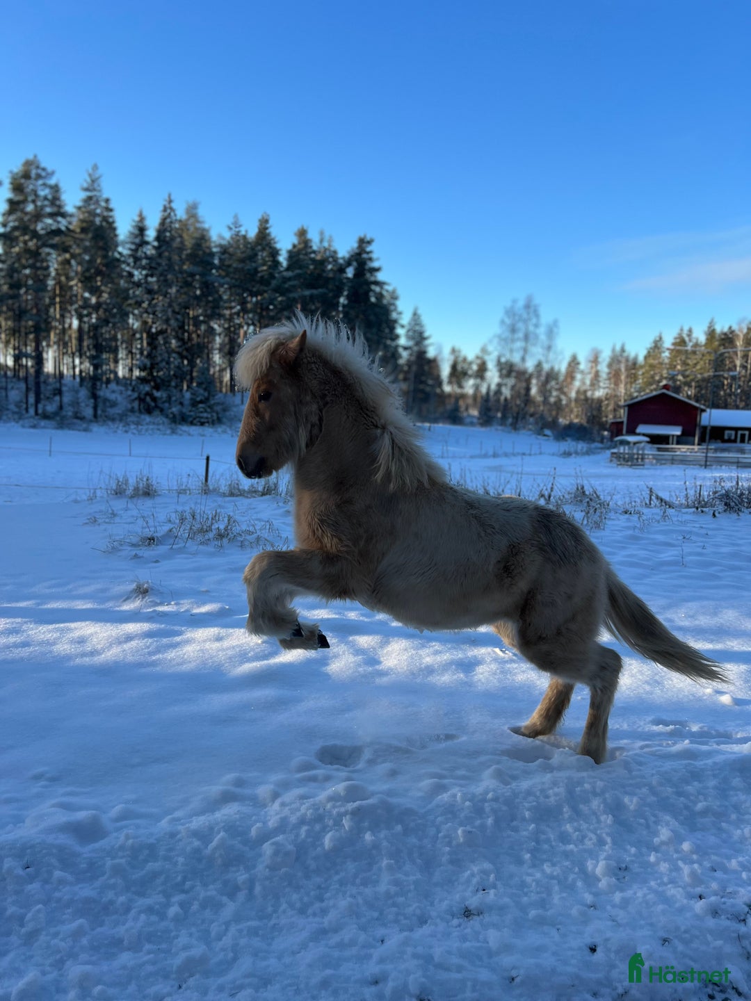 Island hästar till salu: Sockersöt sto i Näshulta - Annons 5