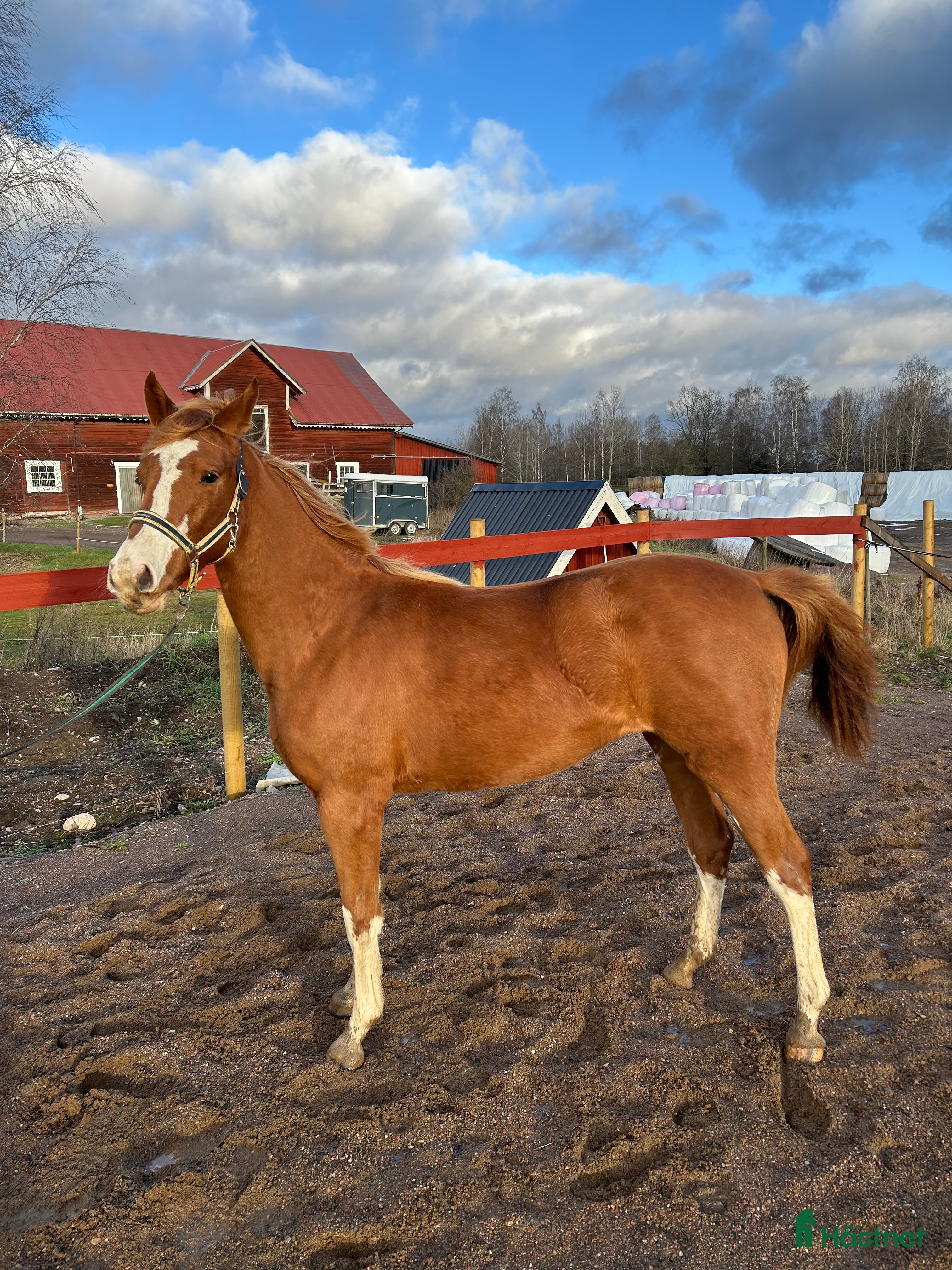  hästar Vacker Sto med utstråling - Annons 17