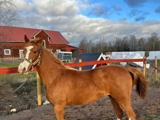hästar Vacker Sto med utstråling - Annons 17