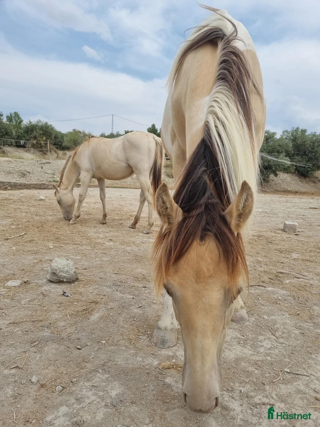 Allround hästar till salu: Appaloosa - Pinto  i Slöinge - Annons 5