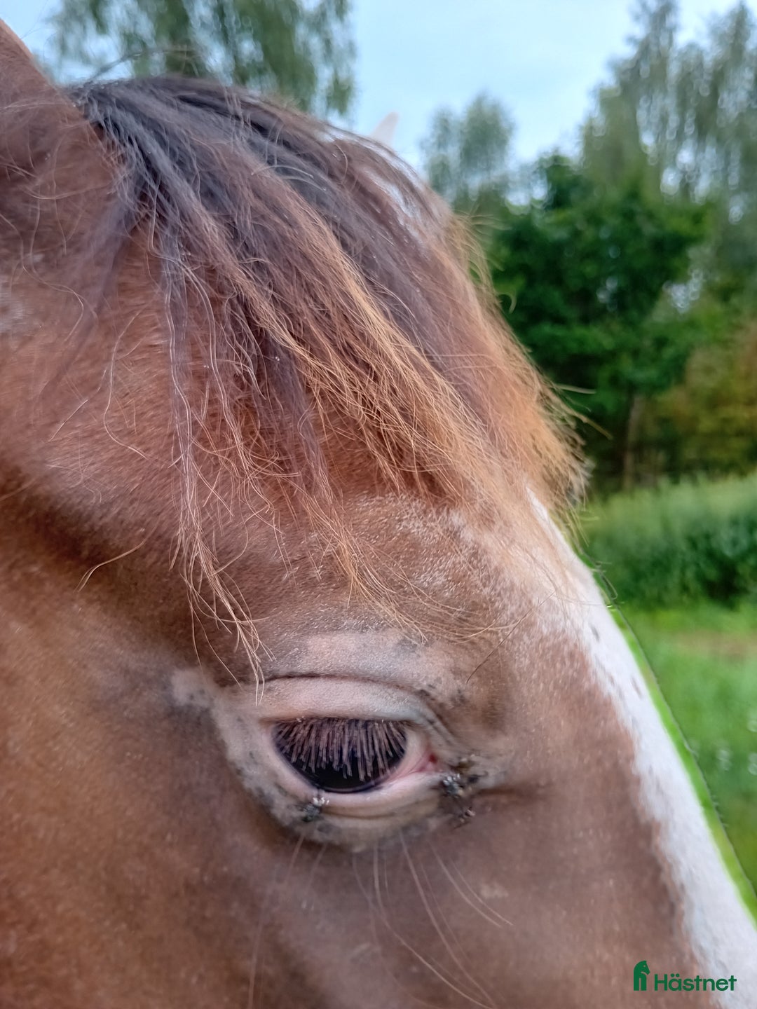 Western hästar till salu: Appaloosa colt yearling i Sösdala - Annons 7