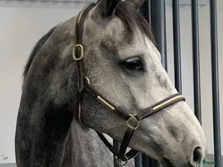 hästar Välutbildad hopphäst - Annons 1