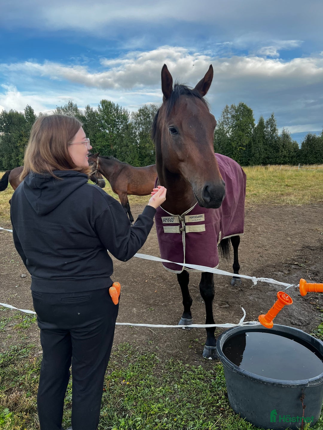 Allround hästar till salu: Underbar bästavän säljes/lånas ut i Luleå - Annons 3