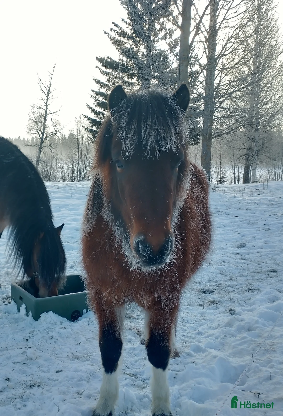 Övrigt hästar till salu: 4 årig sto  i Alsen - Annons 2