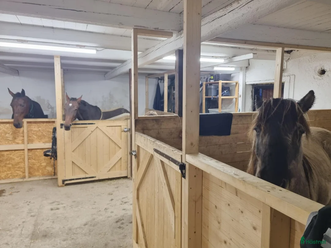 stallplats finnes: Lösdriftsplats finnes - Annons 5