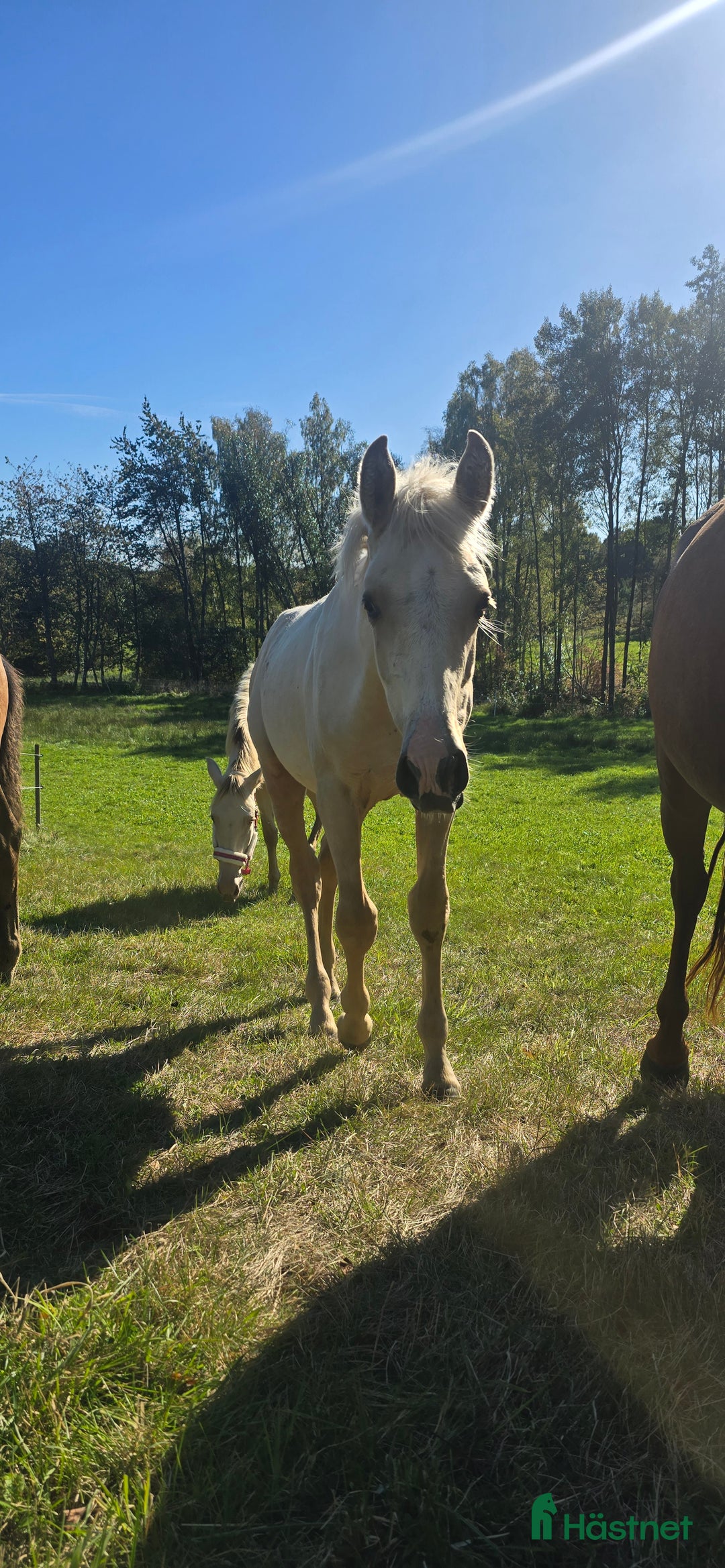 Dressyr hästar till salu:  PRE kille för den kräsna 💙 Palomino. Passa på i Veddige - Annons 22