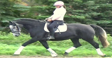  hästar i Örsundsbro - Annons 16