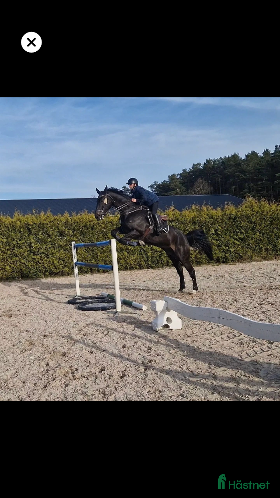 Hoppning hästar till salu: Valack gått 135 int i Ödsmål - Annons 2