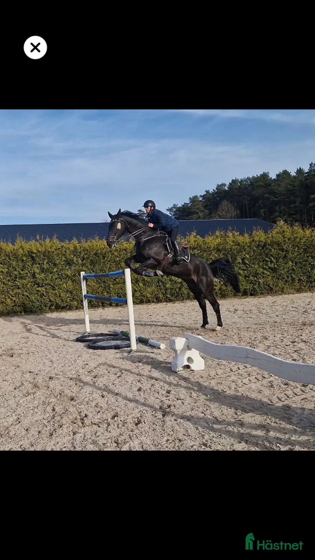 Hoppning hästar till salu: Valack gått 135 int i Ödsmål - Annons 2