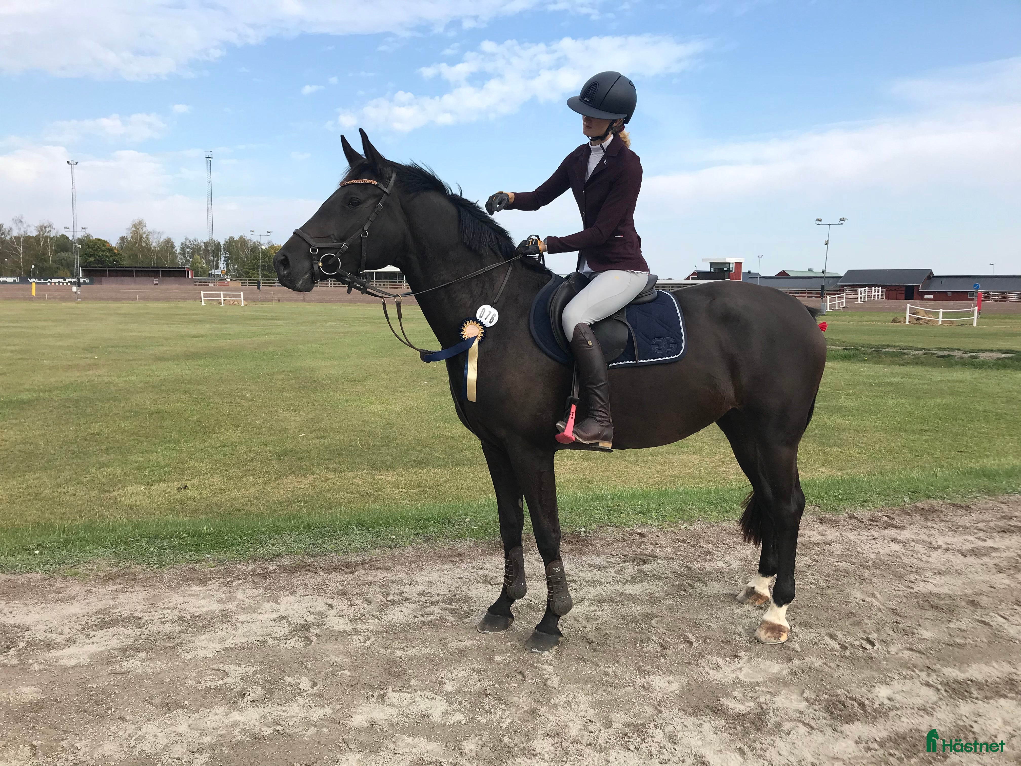  hästar Avelssto säljes/utlånas - Annons 6