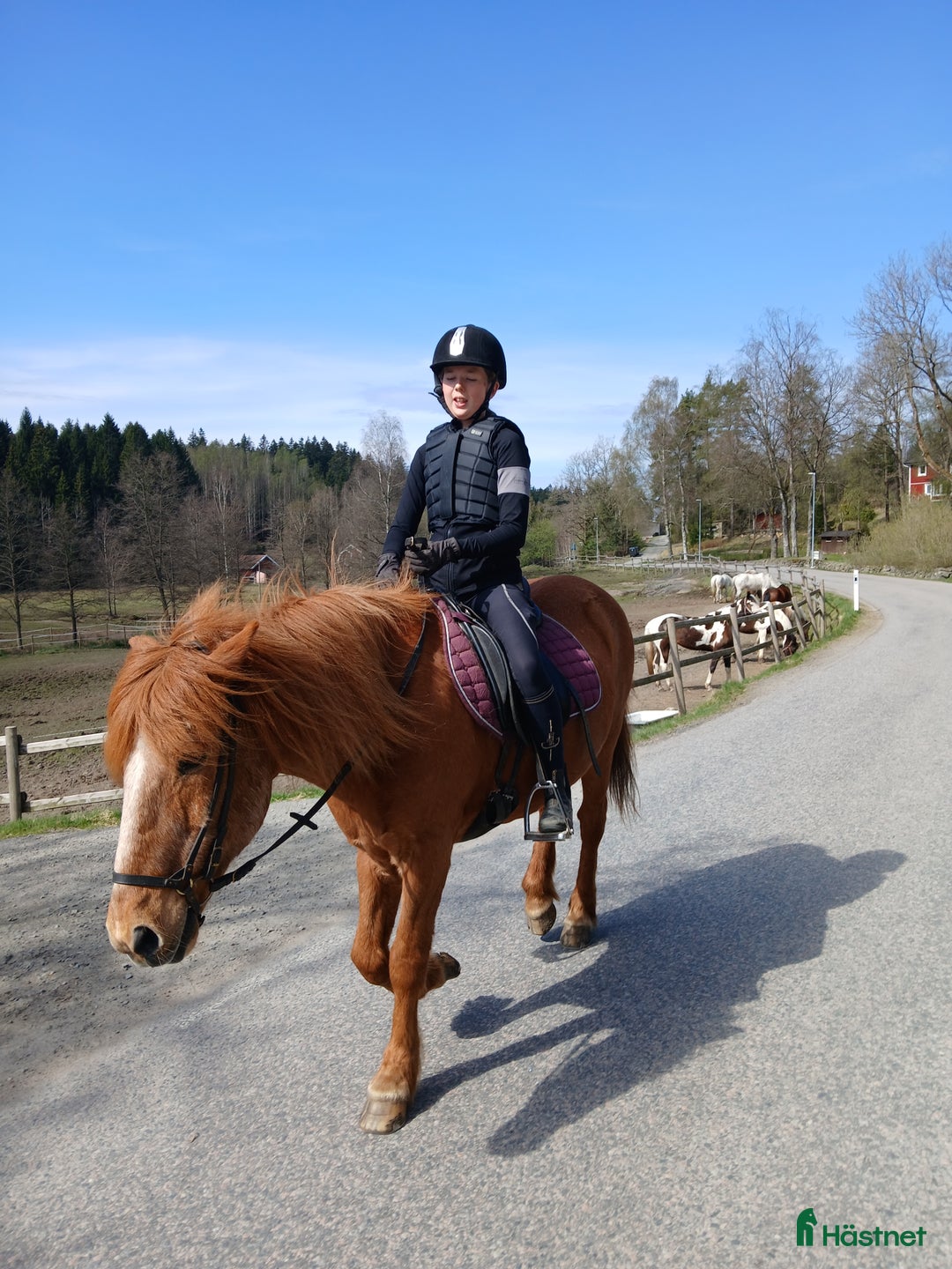 Allround hästar till salu: Har du våran stärna  i Floda - Bild 4