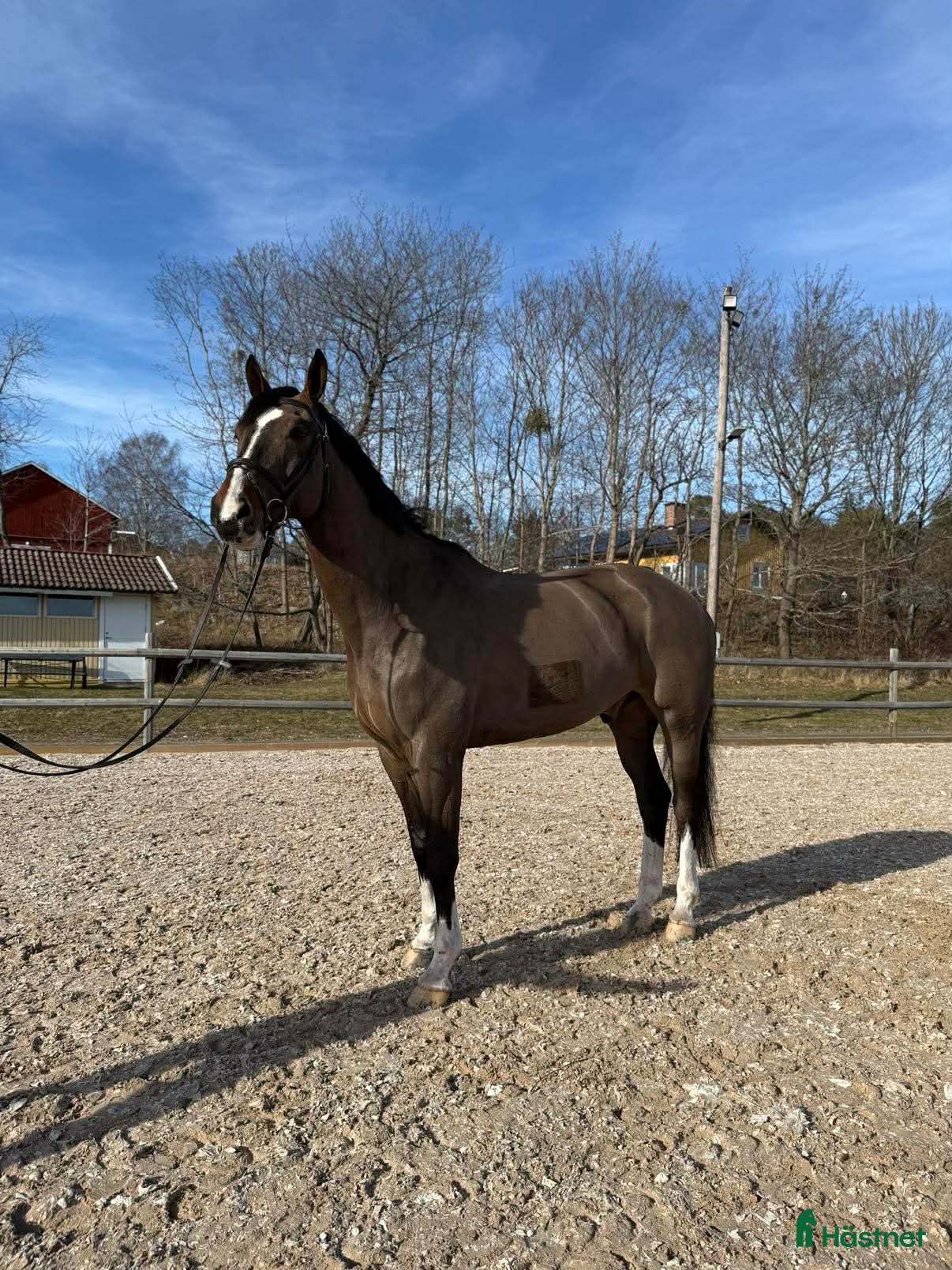  hästar 10 år, E. Conthinder  - Annons 19