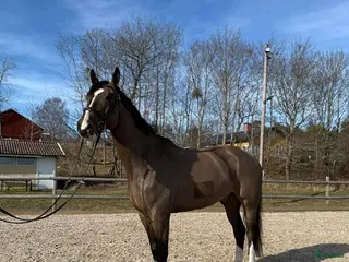 hästar 10 år, E. Conthinder - Annons 19