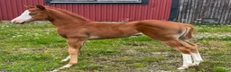 Western hästar till salu: DC Queen Styled Trashy - Annons 8