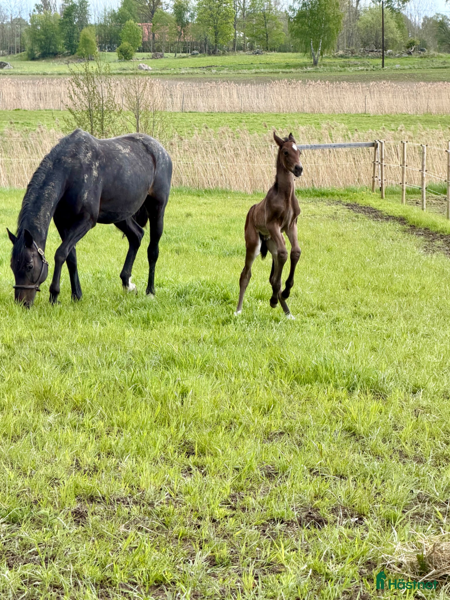  hästar Fälttävlan eller hoppning 🐎 - Annons 2
