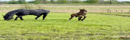 Fälttävlan hästar till salu: Fälttävlan eller hoppning 🐎 - Annons 2